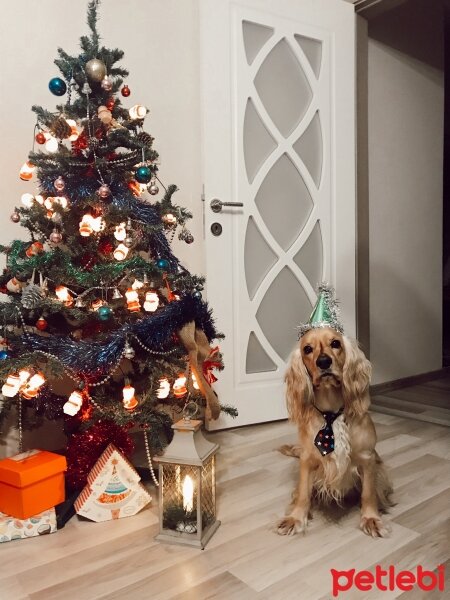 İngiliz Cocker Spaniel, Köpek  Bafi fotoğrafı