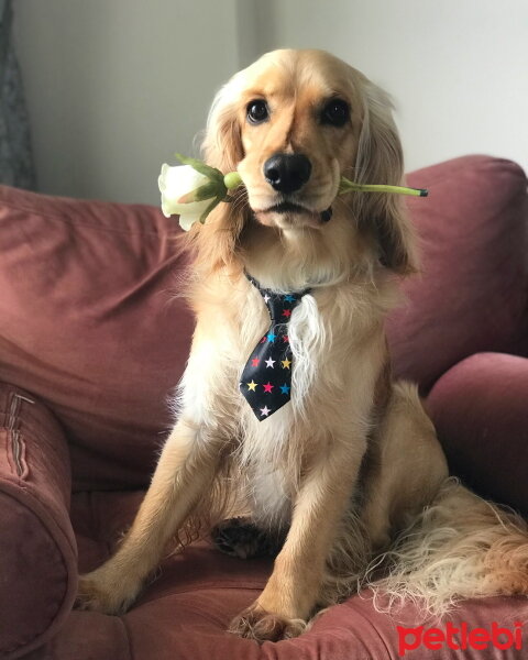 İngiliz Cocker Spaniel, Köpek  Bafi fotoğrafı