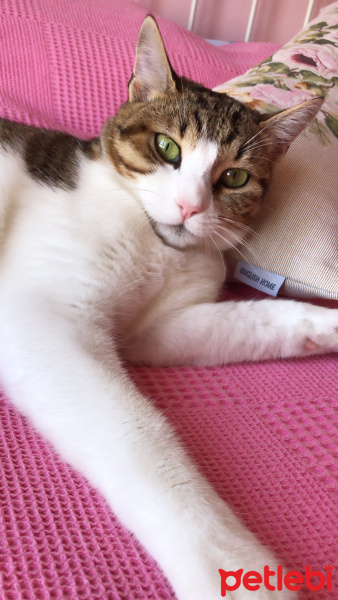 Tekir Kedi, Kedi  Ponçik fotoğrafı
