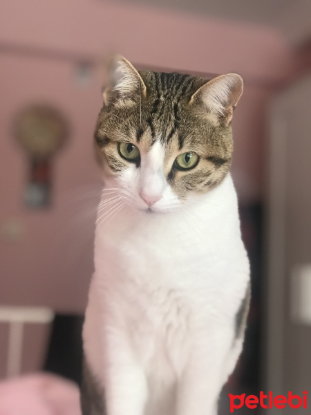 Tekir Kedi, Kedi  Ponçik fotoğrafı