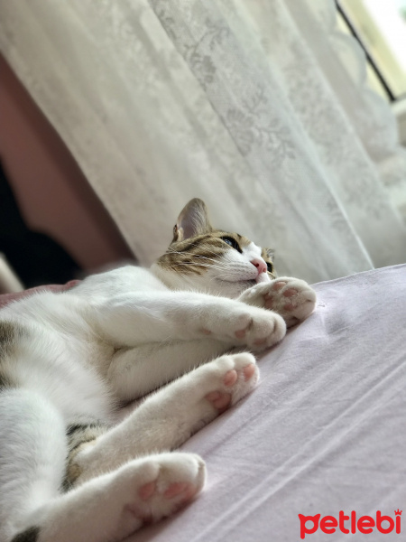 Tekir Kedi, Kedi  Ponçik fotoğrafı