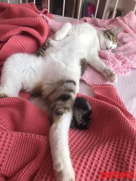 Tekir Kedi, Kedi  Ponçik fotoğrafı