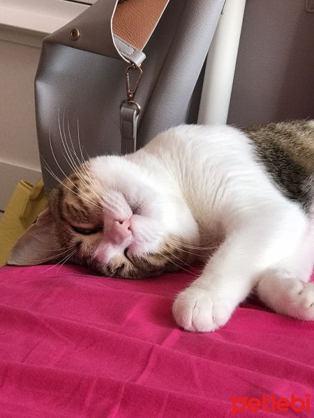 Tekir Kedi, Kedi  Ponçik fotoğrafı