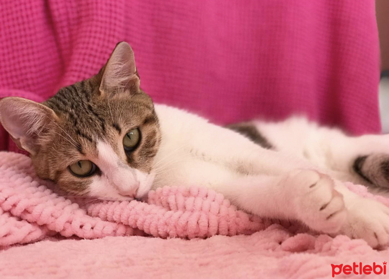 Tekir Kedi, Kedi  Ponçik fotoğrafı