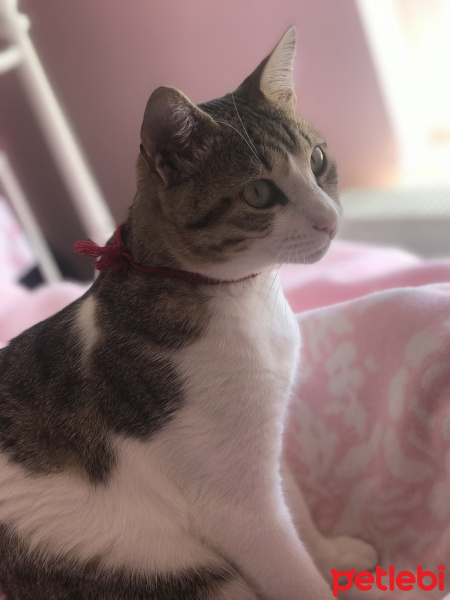 Tekir Kedi, Kedi  Ponçik fotoğrafı