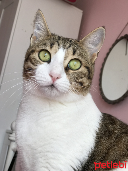 Tekir Kedi, Kedi  Ponçik fotoğrafı