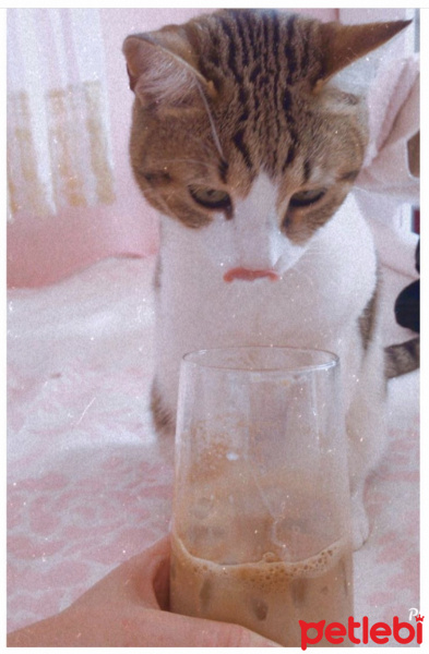 Tekir Kedi, Kedi  Ponçik fotoğrafı