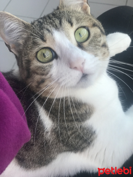 Tekir Kedi, Kedi  Ponçik fotoğrafı