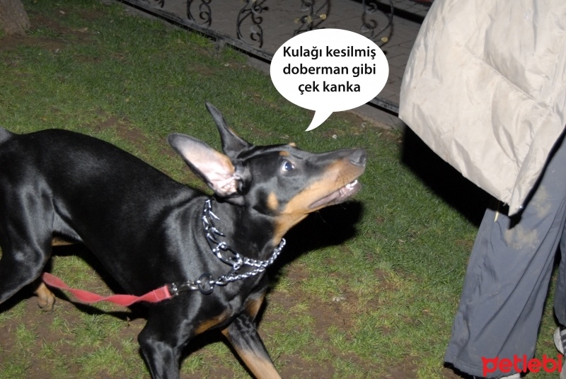 Doberman Pinscher, Köpek  Iron fotoğrafı