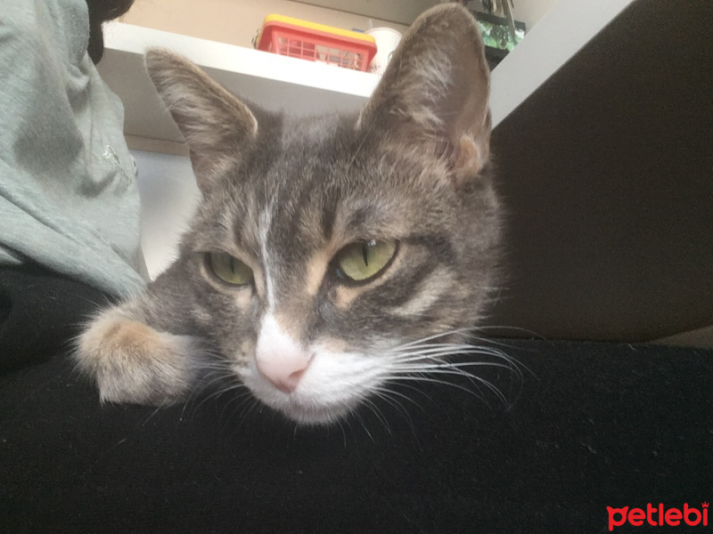 Tekir Kedi, Kedi  Cips fotoğrafı
