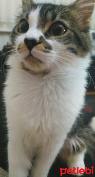 Norwegian Forest, Kedi  Bıyık fotoğrafı