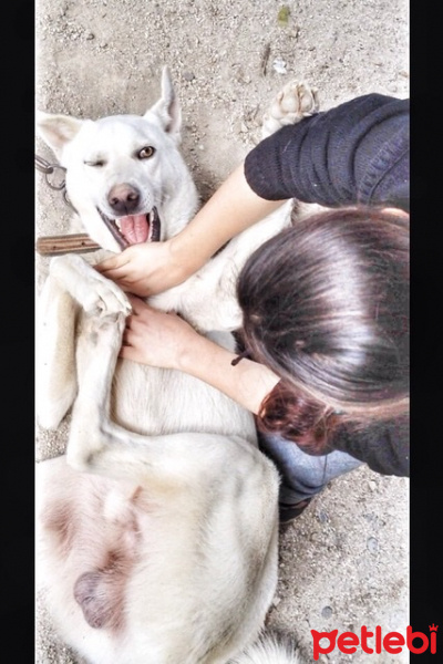 Sibirya Kurdu (Husky), Köpek  Zeus fotoğrafı