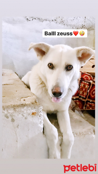 Sibirya Kurdu (Husky), Köpek  Zeus fotoğrafı