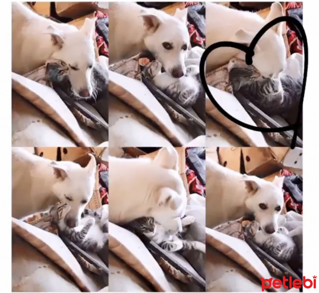 Sibirya Kurdu (Husky), Köpek  Zeus fotoğrafı
