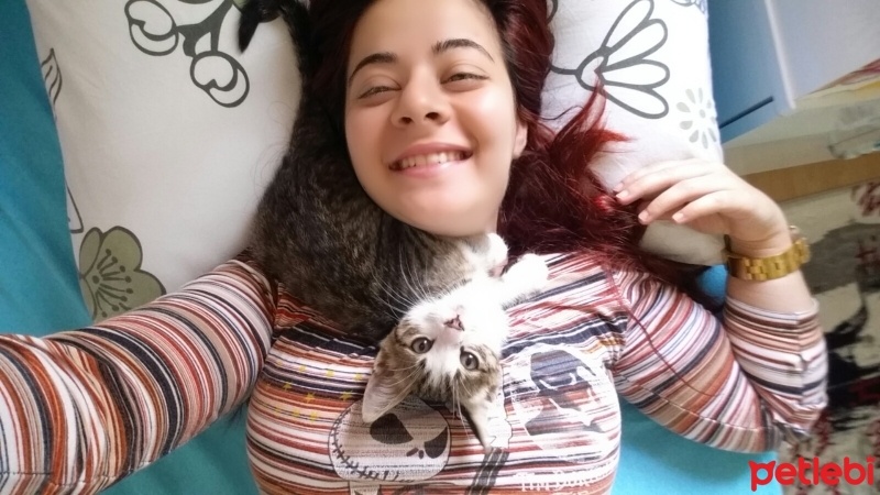 Tekir Kedi, Kedi  Şimşek  fotoğrafı