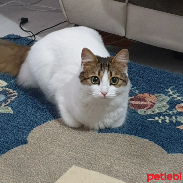 Tekir Kedi, Kedi  Bihter fotoğrafı