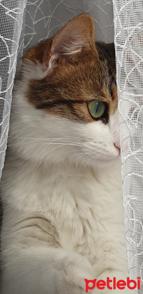 Tekir Kedi, Kedi  Bihter fotoğrafı