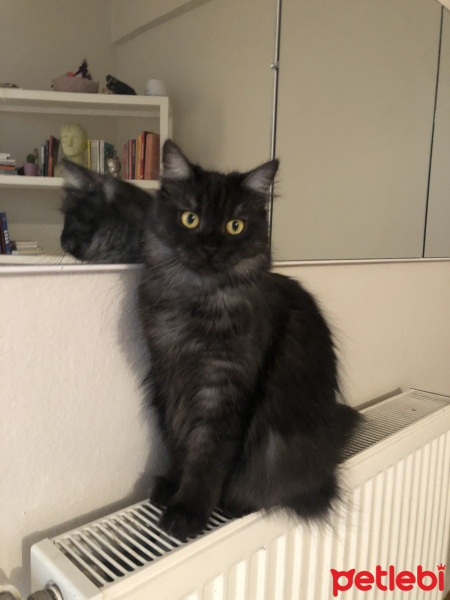 Cymric, Kedi  Zeyna fotoğrafı