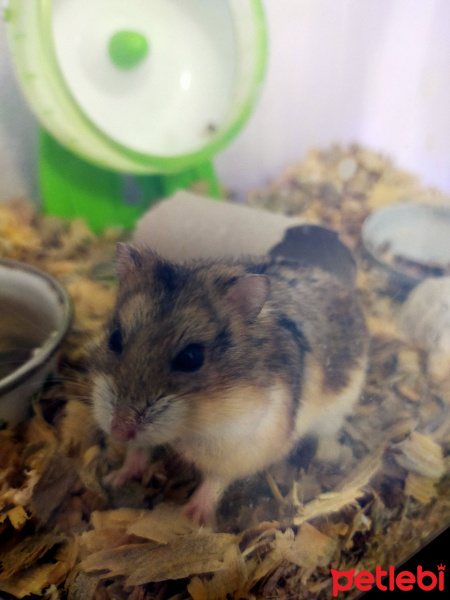 Hamster, Kemirgen  Nina fotoğrafı