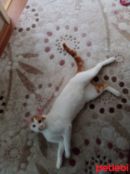 Sarman, Kedi  badem fotoğrafı
