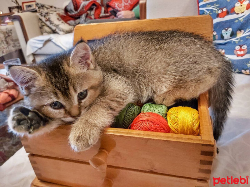 British Shorthair, Kedi  Pasha fotoğrafı