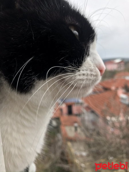 Tuxedo (Smokin) Kedi, Kedi  Derdo fotoğrafı
