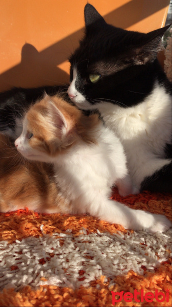 Tuxedo (Smokin) Kedi, Kedi  Derdo fotoğrafı