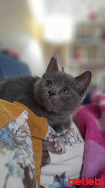 British Shorthair, Kedi  Kükü fotoğrafı