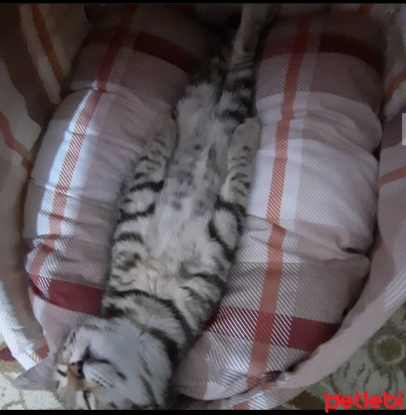 Tekir Kedi, Kedi  Gölge  ömürlük yuvasını arıyor fotoğrafı