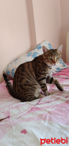 Tekir Kedi, Kedi  Gölge  ömürlük yuvasını arıyor fotoğrafı