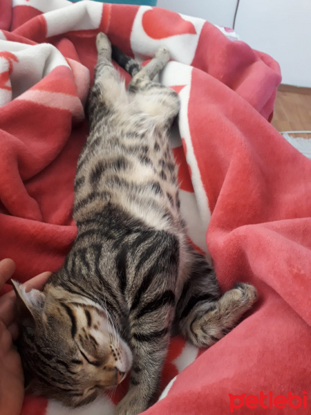 Tekir Kedi, Kedi  Gölge  ömürlük yuvasını arıyor fotoğrafı