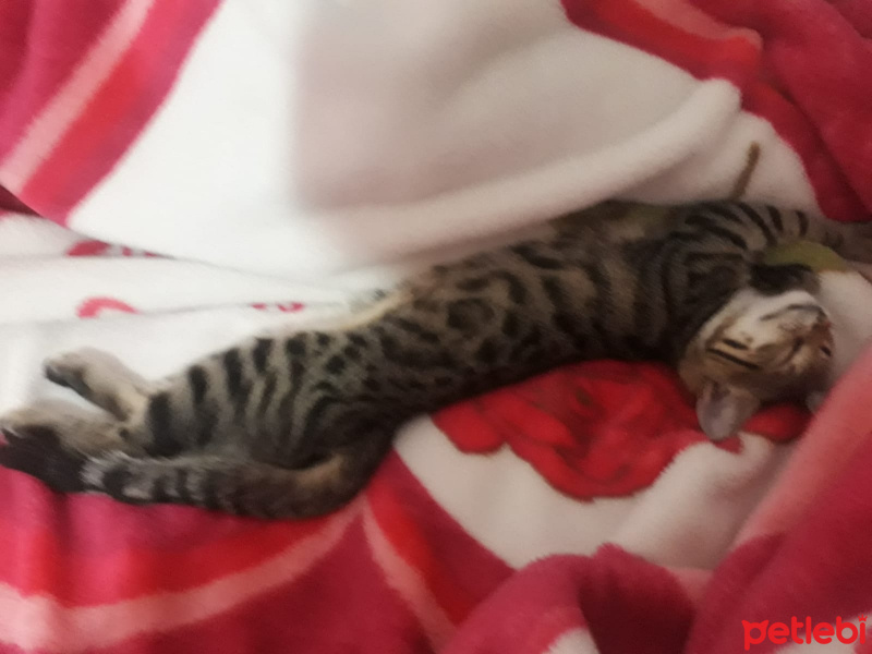 Tekir Kedi, Kedi  Gölge  ömürlük yuvasını arıyor fotoğrafı