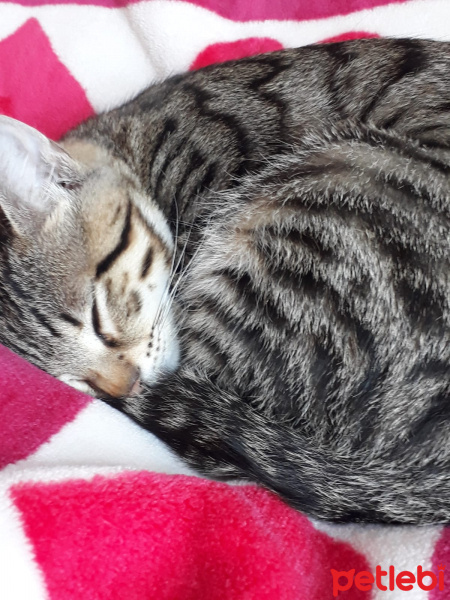 Tekir Kedi, Kedi  Gölge  ömürlük yuvasını arıyor fotoğrafı