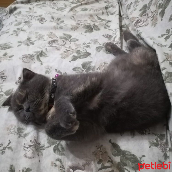 Scottish Fold, Kedi  Şila fotoğrafı