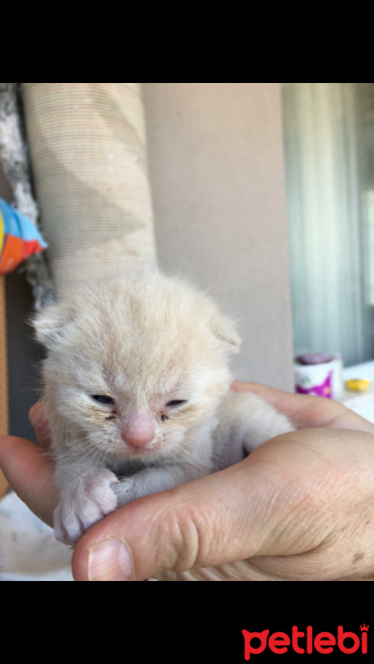 Scottish Fold, Kedi  Mia fotoğrafı