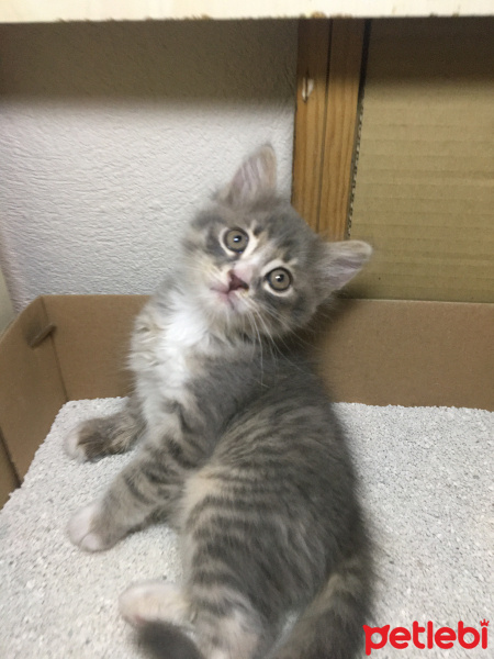 Tekir Kedi, Kedi  luna fotoğrafı