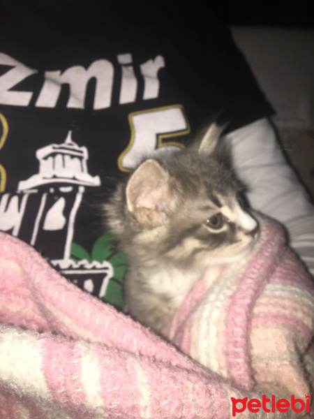 Tekir Kedi, Kedi  luna fotoğrafı