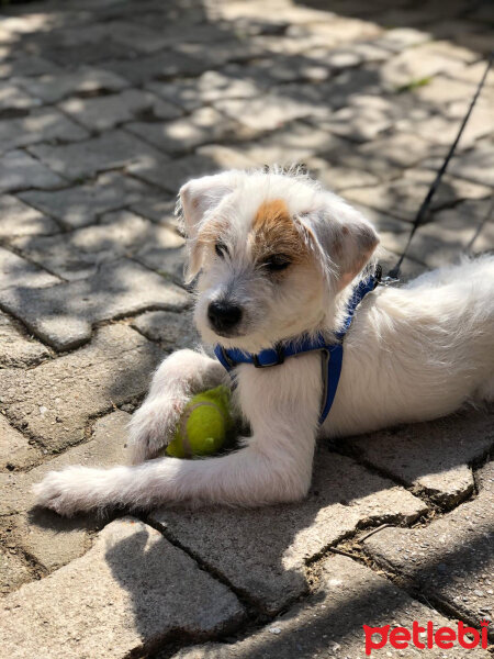 Norfolk Terrier, Köpek  PARS fotoğrafı