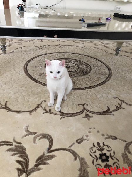 Van Kedisi, Kedi  Boncuk fotoğrafı