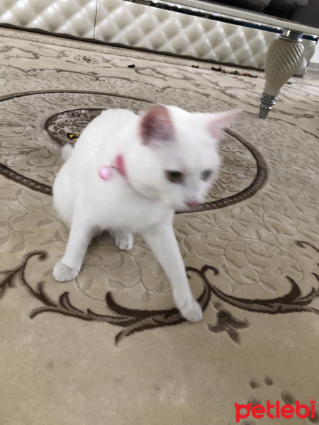 Van Kedisi, Kedi  Boncuk fotoğrafı