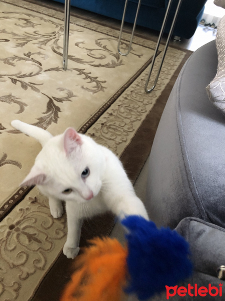 Van Kedisi, Kedi  Boncuk fotoğrafı