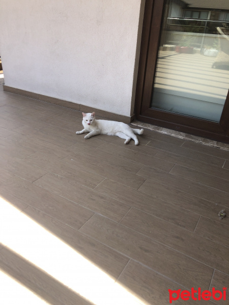 Van Kedisi, Kedi  Boncuk fotoğrafı