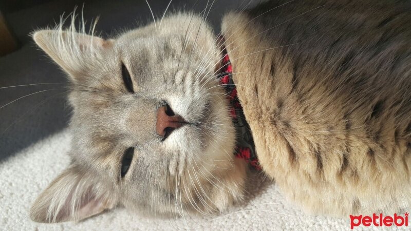 Nebelung, Kedi  Toprak fotoğrafı