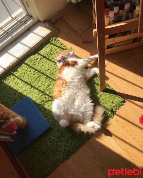 Norwegian Forest, Kedi  pumpkin fotoğrafı