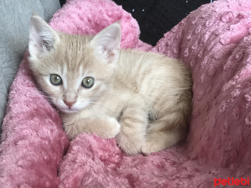 Sarman, Kedi  Badem fotoğrafı