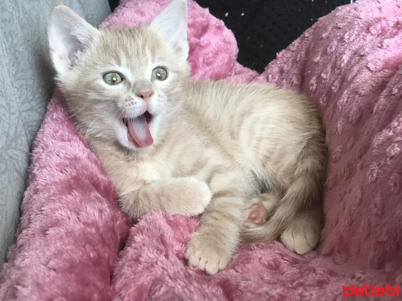 Sarman, Kedi  Badem fotoğrafı