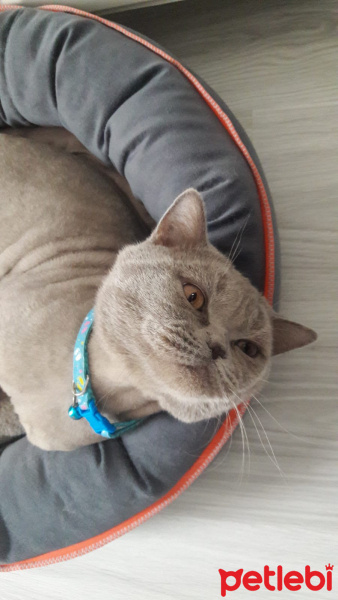 British Shorthair, Kedi  Luffy fotoğrafı