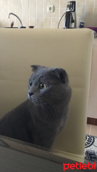 Scottish Fold, Kedi  Carlos fotoğrafı