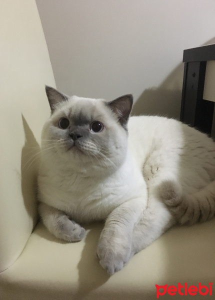 British Shorthair, Kedi  Coco fotoğrafı