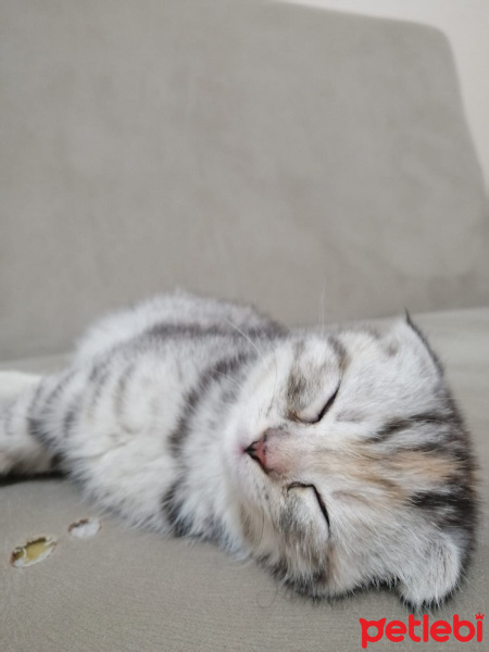 Scottish Fold, Kedi  Maze fotoğrafı